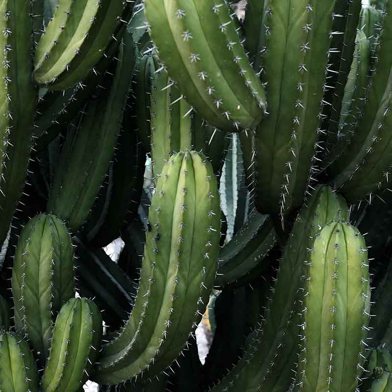 Beautiful Cacti